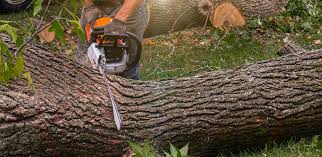 Trusted Paducah, KY Tree Care Services Experts