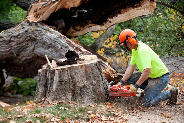 How Our Tree Care Process Works  in  Paducah, KY